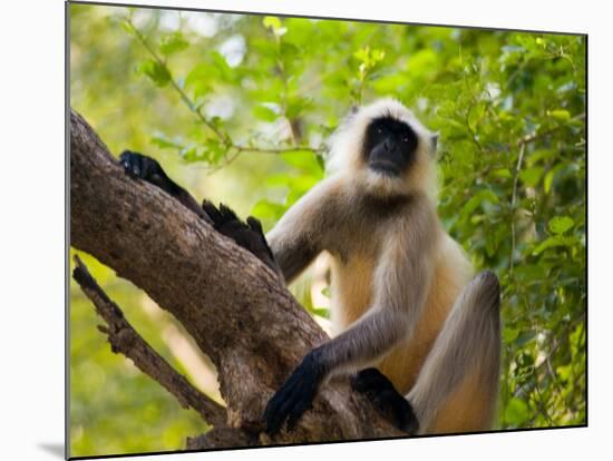 Monkey in Jungle of Ranthambore National Park, Rajasthan, India-Bill Bachmann-Mounted Photographic Print