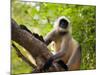 Monkey in Jungle of Ranthambore National Park, Rajasthan, India-Bill Bachmann-Mounted Photographic Print