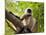 Monkey in Jungle of Ranthambore National Park, Rajasthan, India-Bill Bachmann-Mounted Photographic Print