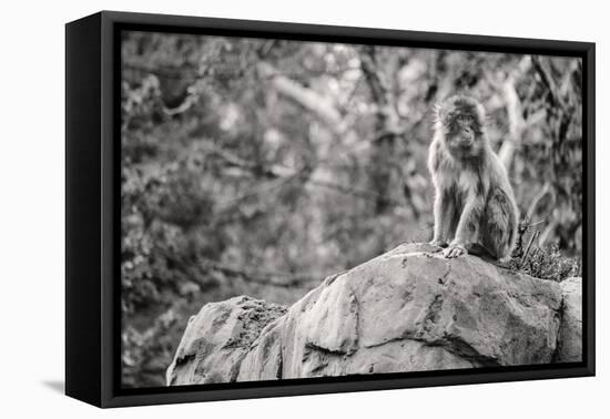 Monkey in the Central Park Zoo in NYC in Black and White-null-Framed Stretched Canvas