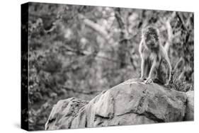 Monkey in the Central Park Zoo in NYC in Black and White-null-Stretched Canvas