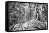 Monkey in the Central Park Zoo in NYC in Black and White-null-Framed Stretched Canvas