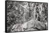 Monkey in the Central Park Zoo in NYC in Black and White-null-Framed Stretched Canvas