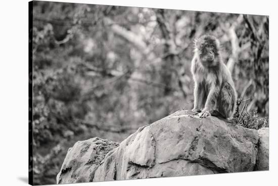 Monkey in the Central Park Zoo in NYC in Black and White-null-Stretched Canvas