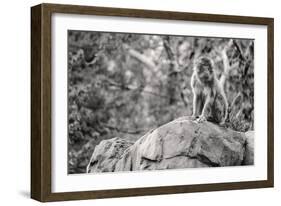 Monkey in the Central Park Zoo in NYC in Black and White-null-Framed Photo