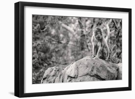 Monkey in the Central Park Zoo in NYC in Black and White-null-Framed Photo