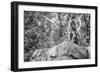 Monkey in the Central Park Zoo in NYC in Black and White-null-Framed Photo