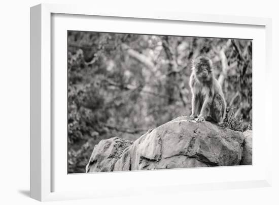 Monkey in the Central Park Zoo in NYC in Black and White-null-Framed Photo