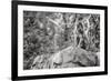 Monkey in the Central Park Zoo in NYC in Black and White-null-Framed Photo