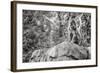 Monkey in the Central Park Zoo in NYC in Black and White-null-Framed Photo