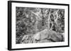 Monkey in the Central Park Zoo in NYC in Black and White-null-Framed Photo