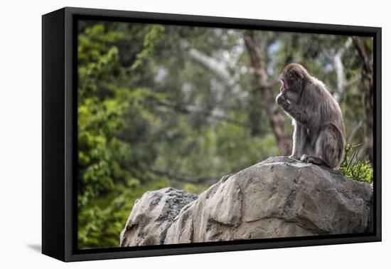 Monkey in the Central Park Zoo in NYC-null-Framed Stretched Canvas