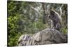 Monkey in the Central Park Zoo in NYC-null-Stretched Canvas