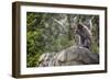 Monkey in the Central Park Zoo in NYC-null-Framed Photo