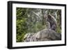 Monkey in the Central Park Zoo in NYC-null-Framed Photo