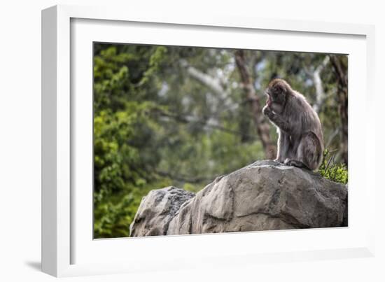 Monkey in the Central Park Zoo in NYC-null-Framed Photo