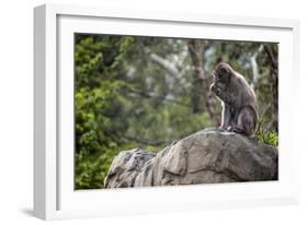 Monkey in the Central Park Zoo in NYC-null-Framed Photo