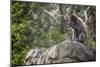 Monkey in the Central Park Zoo in NYC-null-Mounted Photo