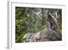 Monkey in the Central Park Zoo in NYC-null-Framed Photo