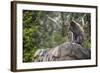 Monkey in the Central Park Zoo in NYC-null-Framed Photo