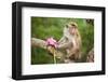 Monkey in the Temple District of the Dambulla Cave Temple, Sri Lanka-null-Framed Premium Giclee Print