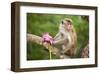 Monkey in the Temple District of the Dambulla Cave Temple, Sri Lanka-null-Framed Art Print