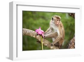 Monkey in the Temple District of the Dambulla Cave Temple, Sri Lanka-null-Framed Art Print