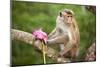 Monkey in the Temple District of the Dambulla Cave Temple, Sri Lanka-null-Mounted Art Print