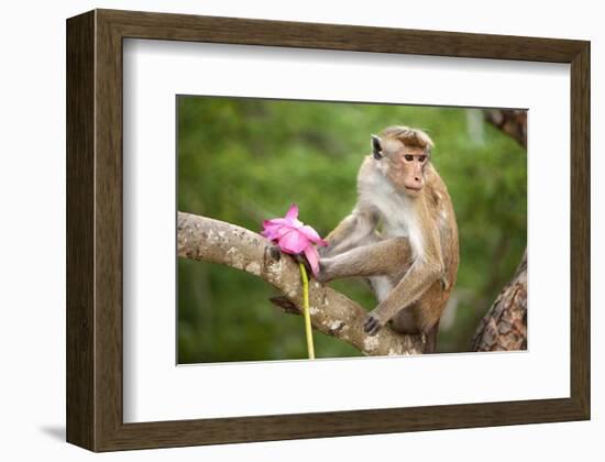 Monkey in the Temple District of the Dambulla Cave Temple, Sri Lanka-null-Framed Art Print