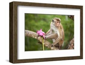 Monkey in the Temple District of the Dambulla Cave Temple, Sri Lanka-null-Framed Art Print