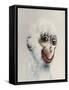 Monkey in White, 2005,-Peter Jones-Framed Stretched Canvas