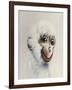 Monkey in White, 2005,-Peter Jones-Framed Giclee Print