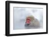 Monkey Japanese Macaque, Macaca Fuscata, Red Face Portrait in the Cold Water with Fog and Snow, Han-Ondrej Prosicky-Framed Photographic Print