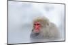 Monkey Japanese Macaque, Macaca Fuscata, Red Face Portrait in the Cold Water with Fog and Snow, Han-Ondrej Prosicky-Mounted Photographic Print