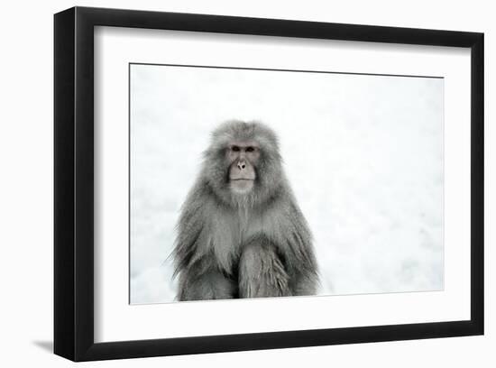 Monkey on Hot Spring Ground-Takashi Kirita-Framed Art Print