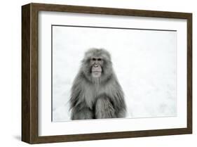 Monkey on Hot Spring Ground-Takashi Kirita-Framed Art Print