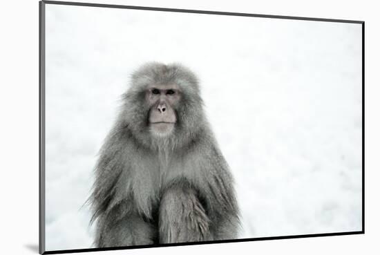 Monkey on Hot Spring Ground-Takashi Kirita-Mounted Art Print