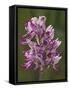 Monkey Orchid, UK Rarity-null-Framed Stretched Canvas
