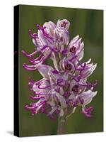 Monkey Orchid, UK Rarity-null-Stretched Canvas