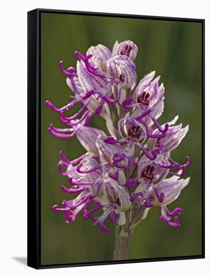 Monkey Orchid, UK Rarity-null-Framed Stretched Canvas