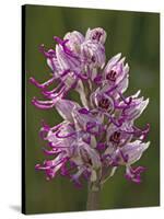 Monkey Orchid, UK Rarity-null-Stretched Canvas