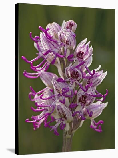 Monkey Orchid, UK Rarity-null-Stretched Canvas