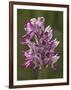 Monkey Orchid, UK Rarity-null-Framed Photographic Print