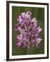 Monkey Orchid, UK Rarity-null-Framed Photographic Print