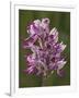 Monkey Orchid, UK Rarity-null-Framed Photographic Print