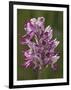 Monkey Orchid, UK Rarity-null-Framed Photographic Print