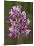 Monkey Orchid, UK Rarity-null-Mounted Photographic Print