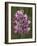 Monkey Orchid, UK Rarity-null-Framed Photographic Print