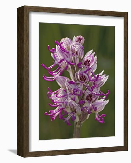 Monkey Orchid, UK Rarity-null-Framed Photographic Print