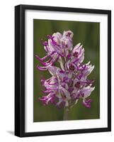 Monkey Orchid, UK Rarity-null-Framed Photographic Print